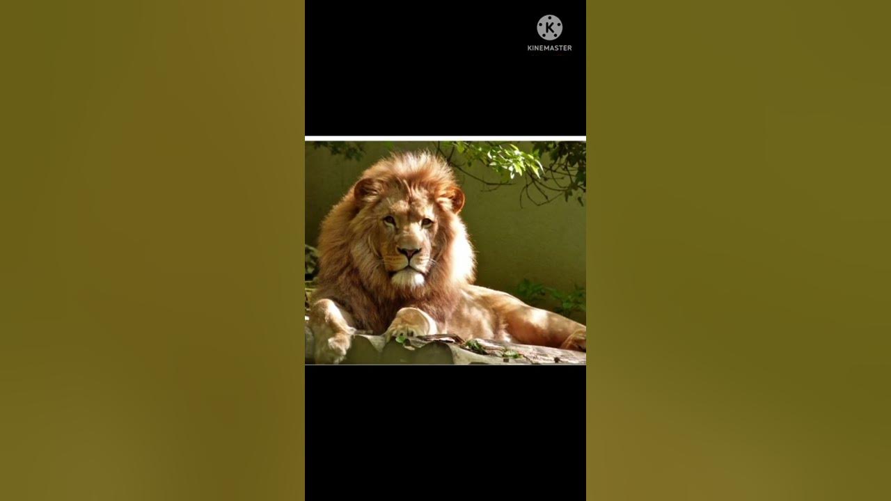 Translate to animal 🕷️🦊🐅 