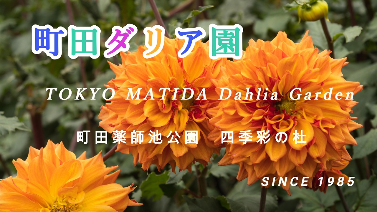 【町田ダリア園】 ダリアの花が見頃です　東京都町田市【4K】 