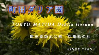 【町田ダリア園】 ダリアの花が見頃です　東京都町田市【4K】＃自然界隈