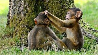 #Idayilakkadukavu #Kasaragod