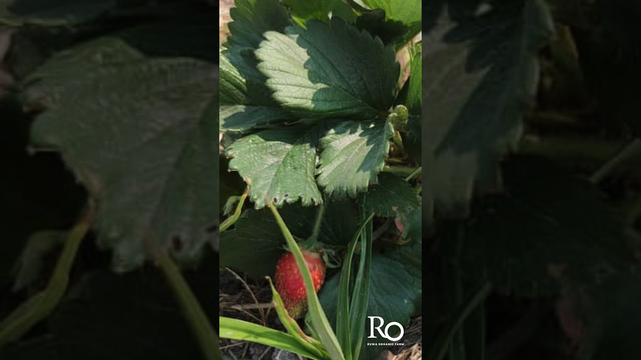 Regenerative agriculture : Organic strawberry plants : Grown your own organic strawberries