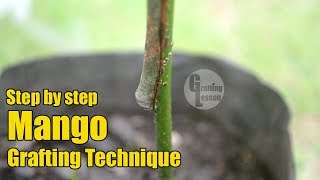 Step By Step Grafting Mango Tree With Result