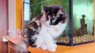 The fluffy kitten washes itself very carefully. Fluffy cat licks paw