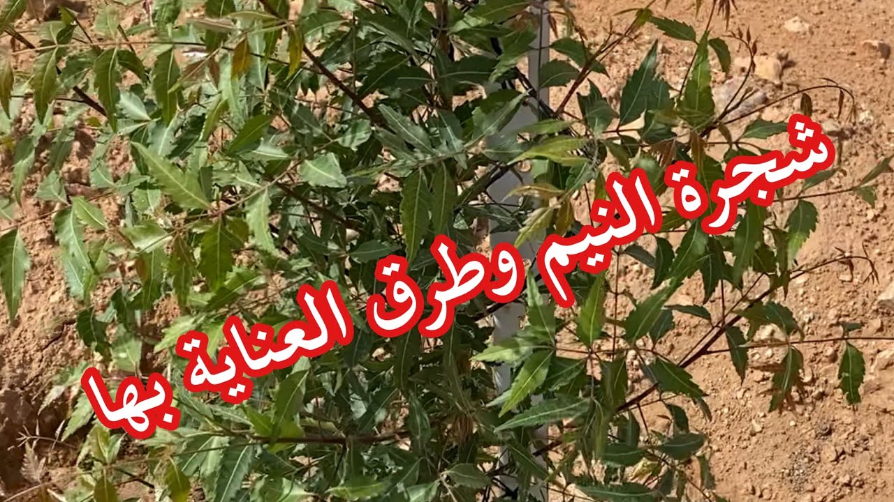شجرة النيم وكيفية العناية بها