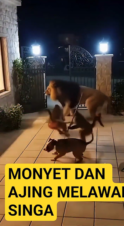Monyet & anjing bersatu usir singa! 😱🦁🐒🐶”#shortvideo