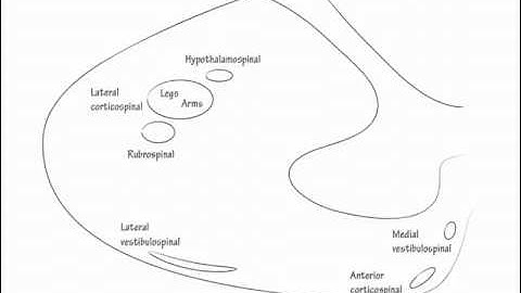 Spinal Cord Descending Pathways - Draw it to Know it - Neuroanatomy Tutorial