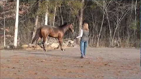 2011 Filly by The Only Escape