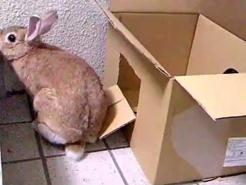 ダンボールの家で遊ぶウサギ Youtube