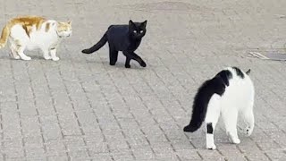 Neighbourhood Cats Terrorize Intruder Cat