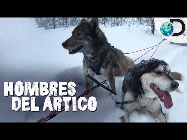 Carrera de trineo con perros | Hombres del Ártico l Discovery Latinoamérica  - YouTube
