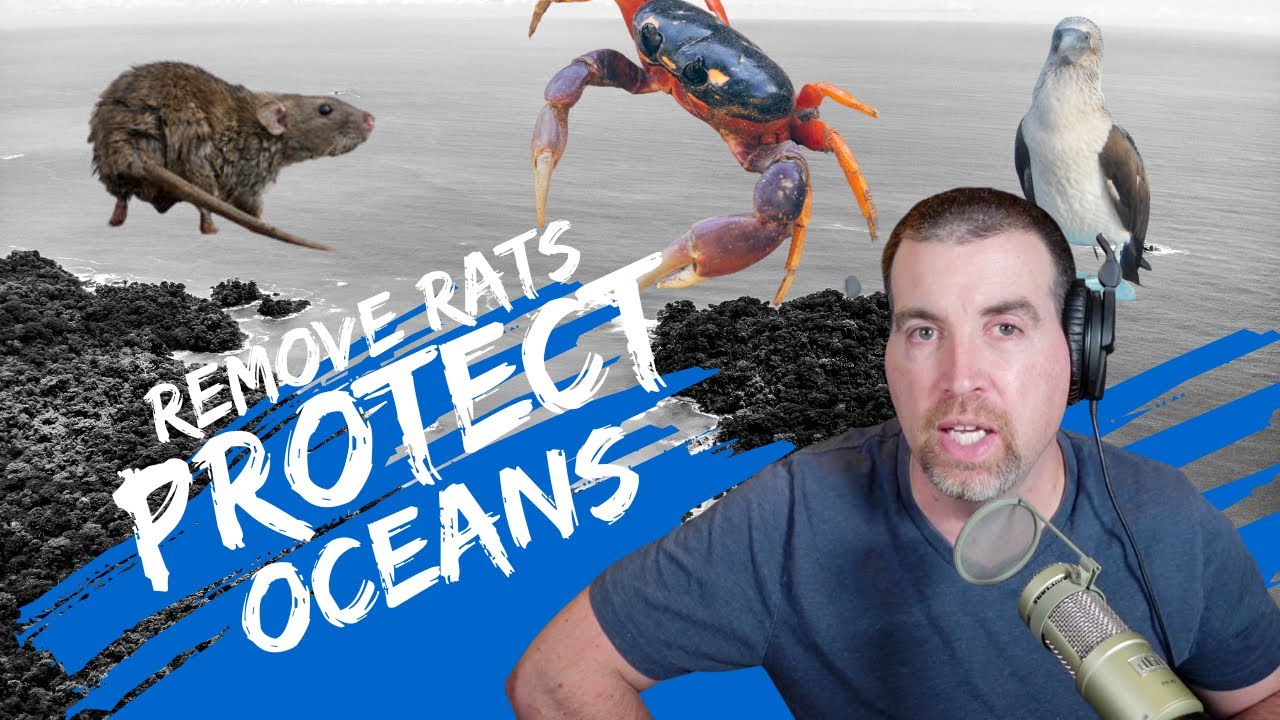 Eradicate Rats to Protect the Ocean around small islands