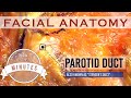 Facial Anatomy Series - Fat Compartments and Blood Vessels | Aesthetic Minutes #Anatomy #FatPads