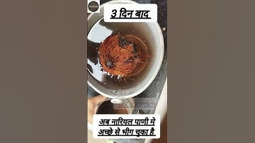 How to grow a coconut tree at home l Part 1 l नारियल कैसे उगाये #shorts #trending#coconuttree