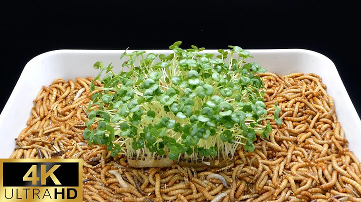 Green Perilla Sprout VS Mealworms [4K] Time Lapse