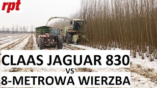 Claas Jaguar 830 podczas zbioru wierzby energetycznej