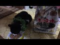 キャネット大好き❤️猫