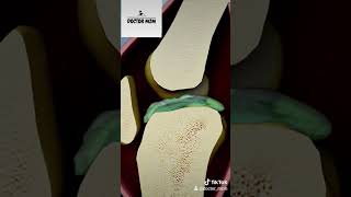 Le Cartilage Articulaire