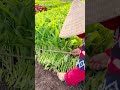 Harvesting water spinach using simple tools #shorts