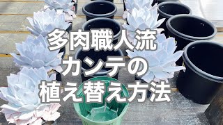 【多肉植物製作所】気付かれないように…