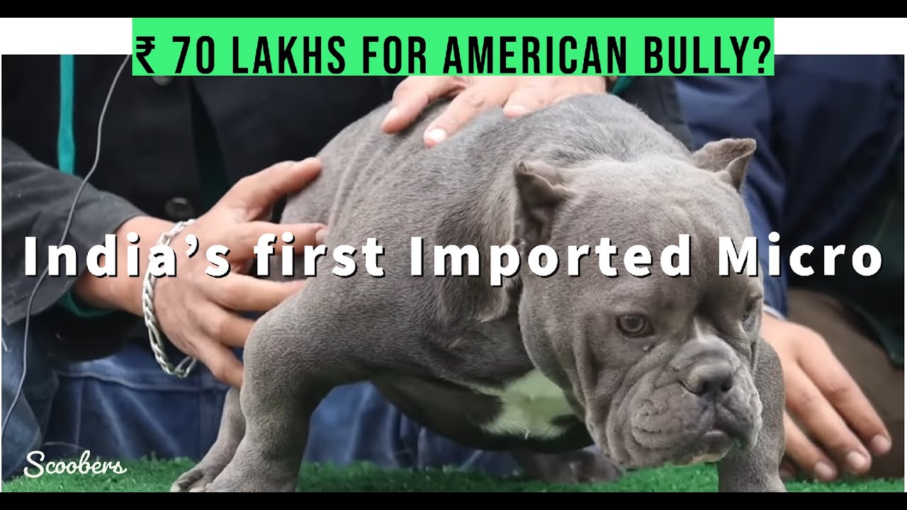 Imported American Bully for ₹ 70 Lakh! Most Expensive American Bully