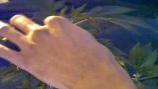 Fiming Your Plants