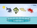 Sustainable aquaculture