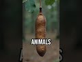 The forest plots back #naturemystery #urbanlegend #ecosecrets