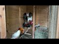 ニワトリが鳴いている。The chickens are crowing. 58 second video.