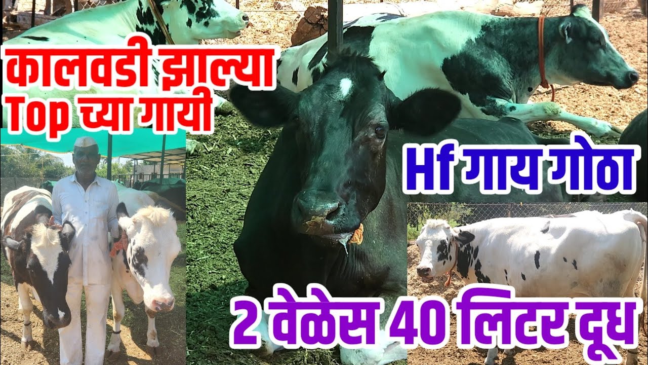 कालवडी झाल्या Top च्या hf गायी,40 लिटर दूध,पहा काय आहे टेकनिक,11 गायींचा गोठा,hf_cow visionvarta