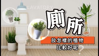 【廁所放怎樣的植物比較好呢？】｜全球風水易經姓名學大師張定瑋
