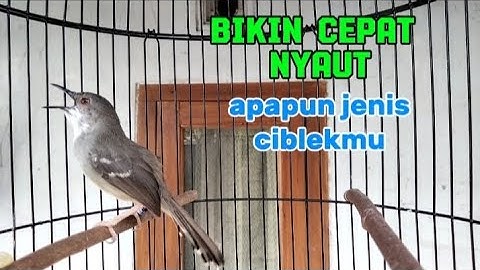 Pancingan ciblek semi agar cepat bunyi dan gacor dan pastinya ngebren