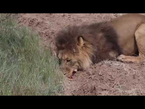 Lion crossbow hunt