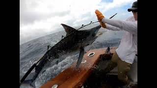 Close call with a Blue Marlin