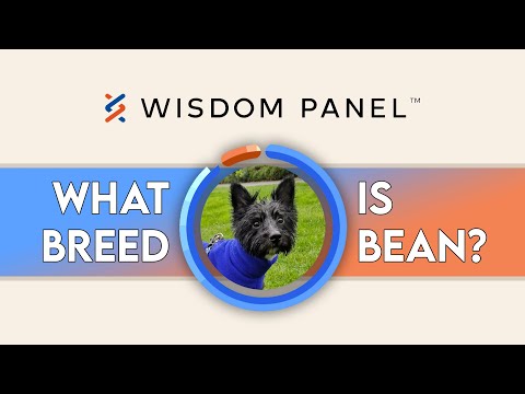 What breed is my dog? - Wisdom Panel DNA test results