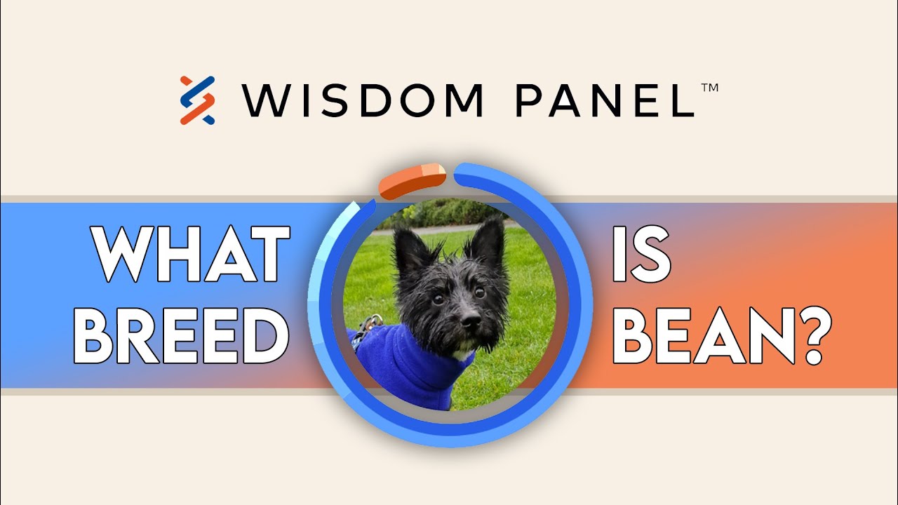 What breed is my dog? Wisdom Panel DNA test results YouTube