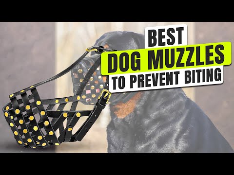 3 BEST Dog Muzzle to Prevent Biting