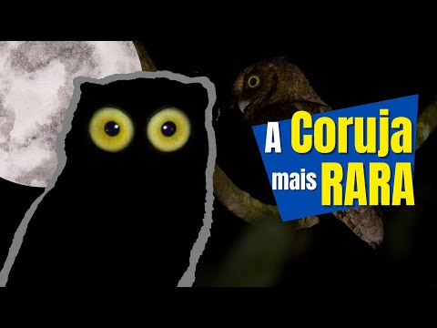 Qual é a CORUJA MAIS RARA do BRASIL??? Uma NOVA ESPÉCIE DESCOBERTA chamada CORUJINHA-DE-ALAGOAS