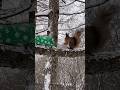 Мешочек с сюрпризом #shorts #земнойирий #природа #белочка #белка #животные #праздничноенастроение