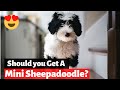 A to Z guide about Mini Sheepadoodle | Should you get a Mini Sheepadoodle for yourself?