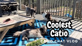 3 Fancy Floofs | Catio Chat Vlog #pets #animals #cats #catvideo #catlover by Maine Coon Capers 165 views 7 days ago 3 minutes, 20 seconds