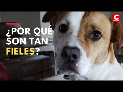 Video: 11 razones por las que los perros son tan buenos como (o mejor que) las personas