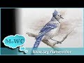 Realistic Bluejay Watercolor and Hahnemühle Expression Review
