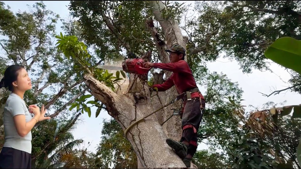 chú tính cưa cây xoài khô to không còn trái # Bangcuacay