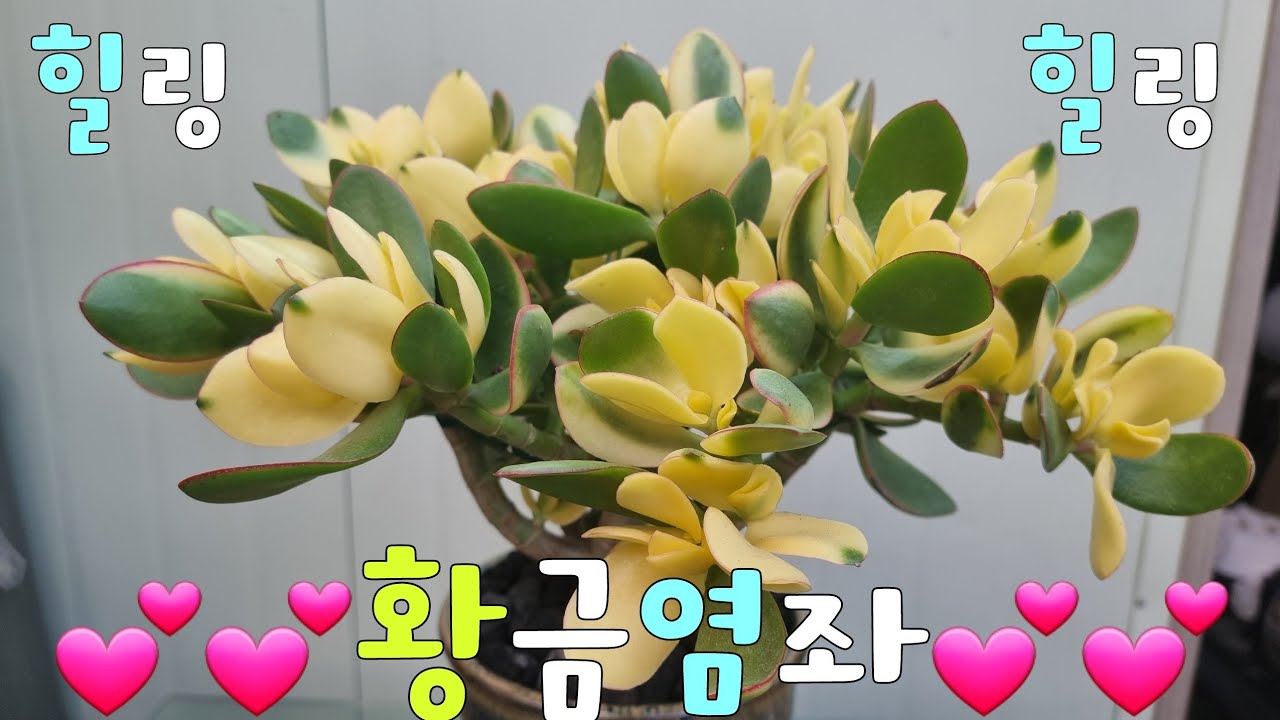 💕황금염좌💕 이쁘니까 분갈이 해줘요😍😛☺️🤣🤗😁날씨가 많이 추워요 건강 조심 하세요^^❤