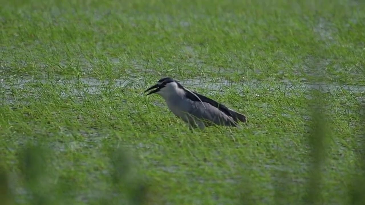Black crowned night heron apparently panting in the heat 