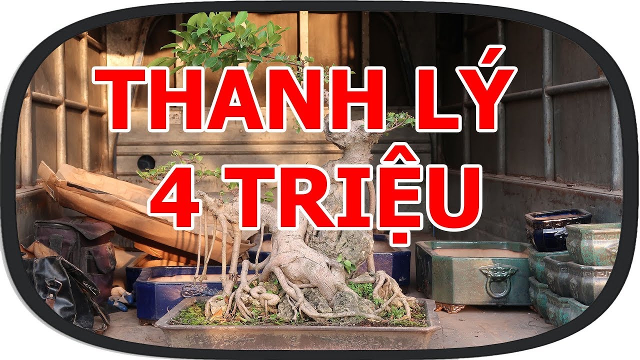 Bán cây rẻ mua cây đắt về chơi, thanh lý rất nhiều cây nhỏ, đẹp