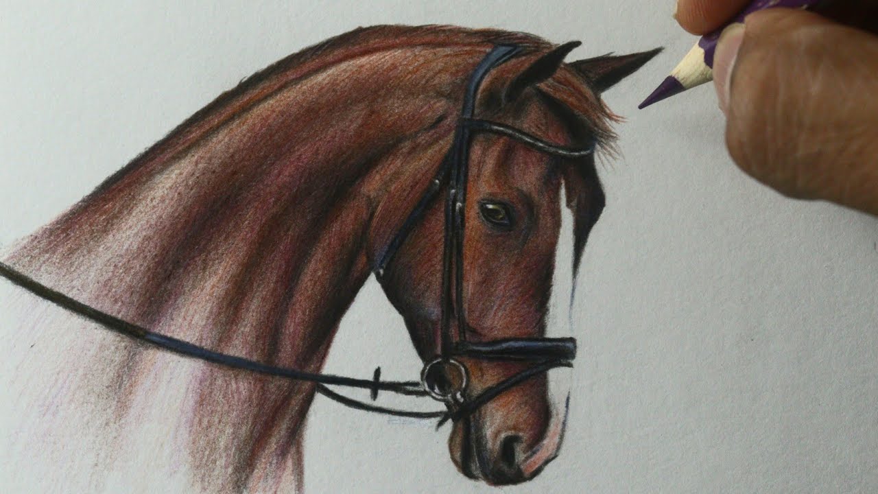 Desenho de cavalo realista que fiz a um tempinho😊