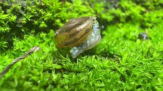 Exploring the Miniature Worlds of Snails #snails #naturelovers #nature #viral #macrovideography