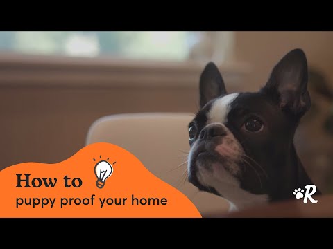 Puppy Proofing Your Home / Szybkie porady | Rover.com