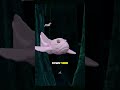 The Mysteries of Mariana Trench